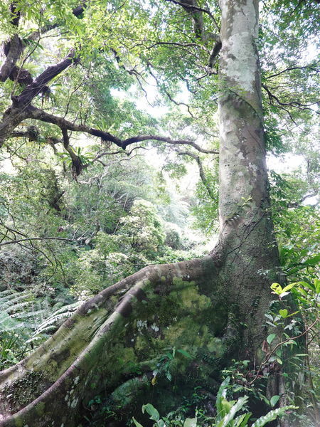 編號17-九丁榕-大板根森林步道 (5).jpg 編號17-九丁榕-大板根森林步道 (5).jpg