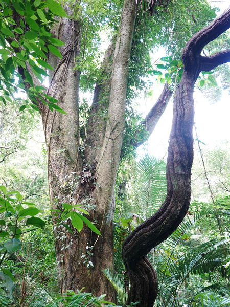 編號16大葉楠-大板根森林步道 (3).jpg 編號16大葉楠-大板根森林步道 (3).jpg