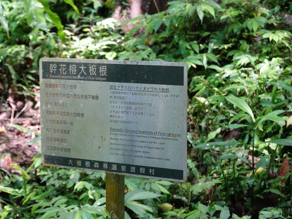 一環步道-幹花榕大板根-大板根森林溫泉酒店 (2).JPG 一環步道-幹花榕大板根-大板根森林溫泉酒店 (2).JPG