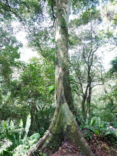 編號17-九丁榕-大板根森林步道 (1).jpg 編號17-九丁榕-大板根森林步道 (1).jpg