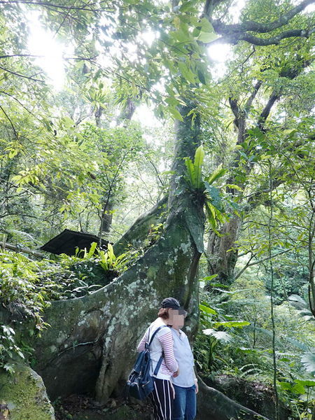 編號17-九丁榕-大板根森林步道 (3).jpg 編號17-九丁榕-大板根森林步道 (3).jpg
