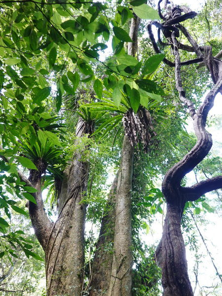 編號16大葉楠-大板根森林步道 (4).jpg 編號16大葉楠-大板根森林步道 (4).jpg