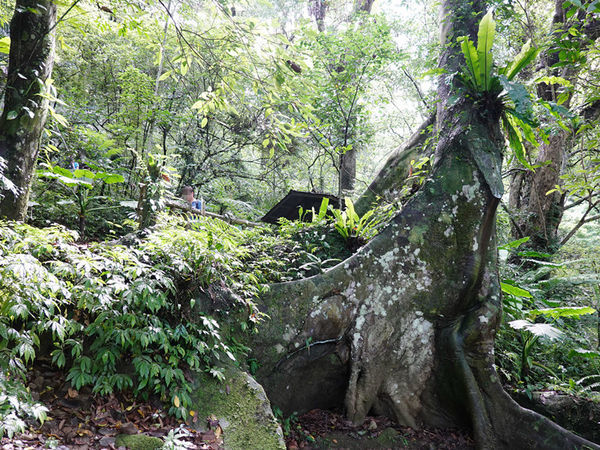 編號17-九丁榕-大板根森林步道 (2).jpg 編號17-九丁榕-大板根森林步道 (2).jpg