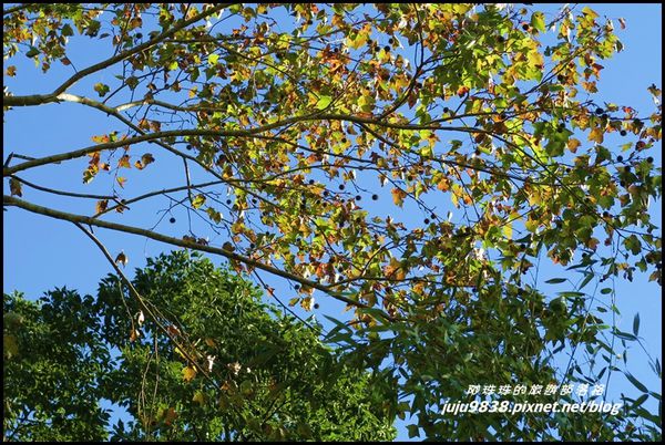 秀巒41.JPG 秀巒41.JPG