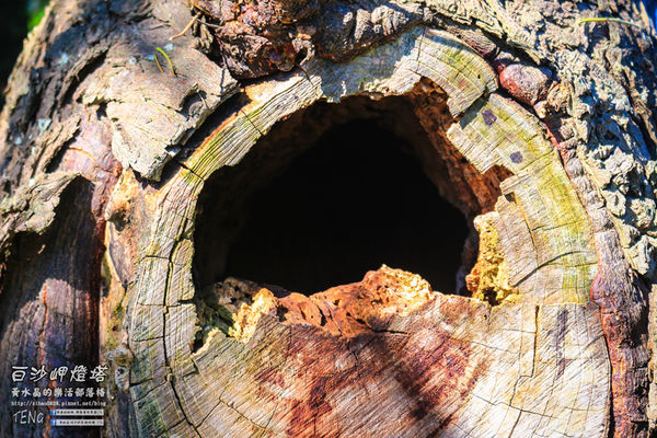 白沙岬燈塔｜桃園市觀音區必遊景點推薦；始建於日治初時期西元1899年；謝謝你，是你照亮我星球。