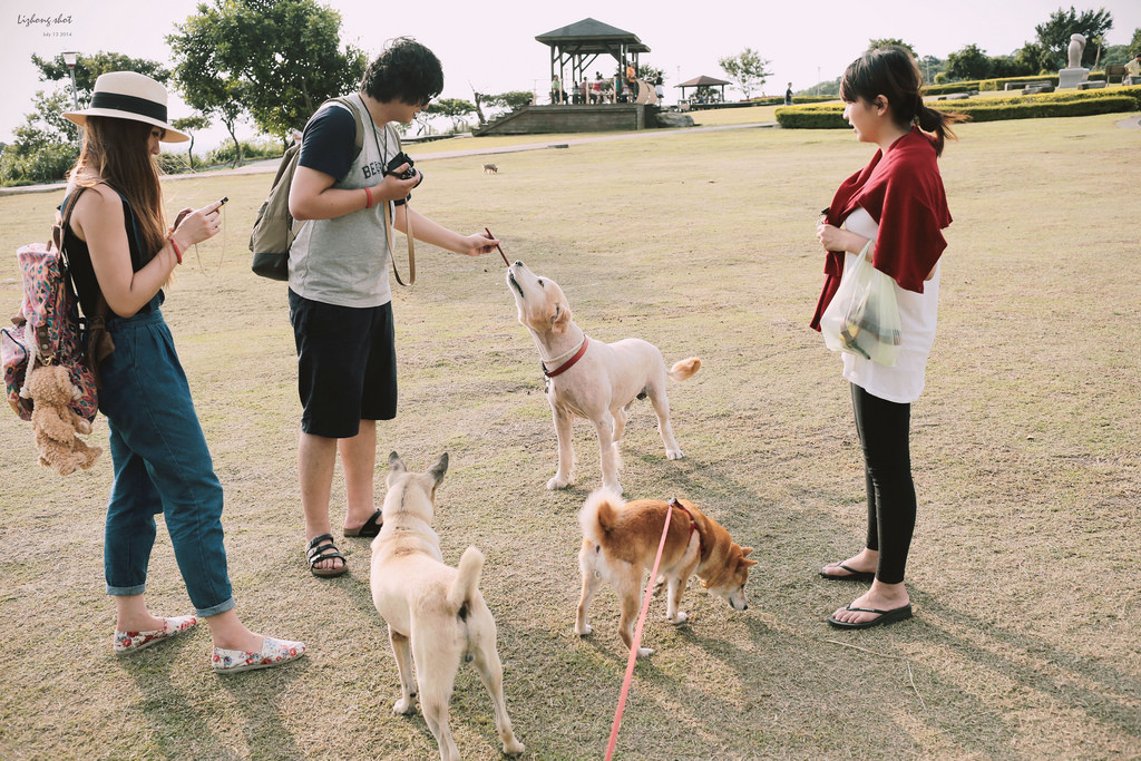 桃園的虎頭山大草原野放小狗日記 桃園的虎頭山大草原野放小狗日記