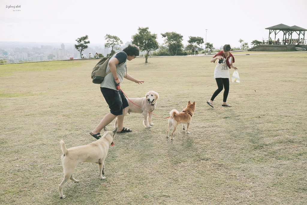 桃園的虎頭山大草原野放小狗日記 桃園的虎頭山大草原野放小狗日記
