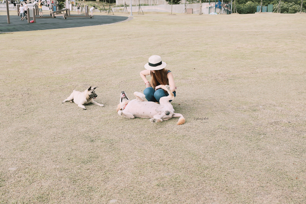 桃園的虎頭山大草原野放小狗日記 桃園的虎頭山大草原野放小狗日記