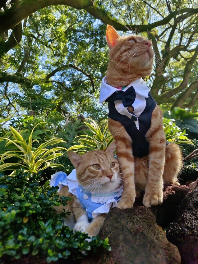 377422.jpg - 【台北.士林】陽明山蔬食餐廳推薦。快樂鳥蔬食餐廳。寵物友善可落地不能坐椅子。開心果棉花糖比薩