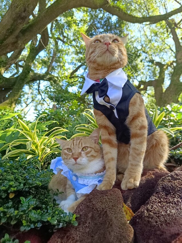 377421.jpg - 【台北.士林】陽明山蔬食餐廳推薦。快樂鳥蔬食餐廳。寵物友善可落地不能坐椅子。開心果棉花糖比薩