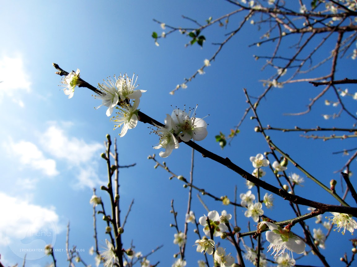 秋枫冬梅春樱一次看尽 / 台湾好行轻旅行 ① 梅花a区:这里的阳光比较