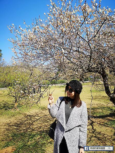 桃園賞梅景點【角板山行館】角板山公園樂活賞梅行程推薦/全新規畫六大區域