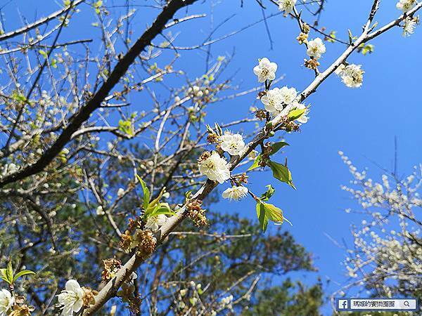 桃園賞梅景點【角板山行館】角板山公園樂活賞梅行程推薦/全新規畫六大區域