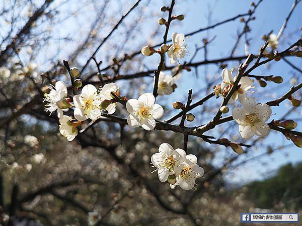 桃園賞梅景點【角板山行館】角板山公園樂活賞梅行程推薦/全新規畫六大區域