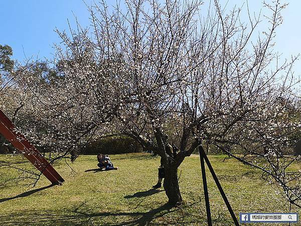 桃園賞梅景點【角板山行館】角板山公園樂活賞梅行程推薦/全新規畫六大區域