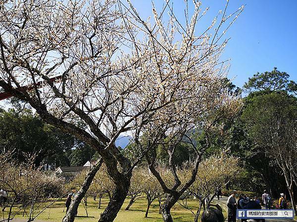 桃園賞梅景點【角板山行館】角板山公園樂活賞梅行程推薦/全新規畫六大區域