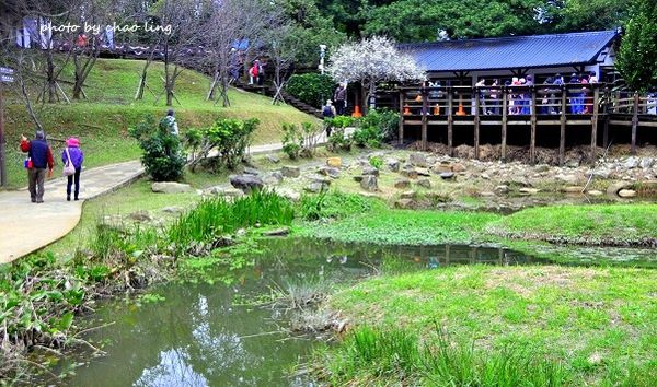 角板山梅花季-25.JPG 角板山梅花季-25.JPG