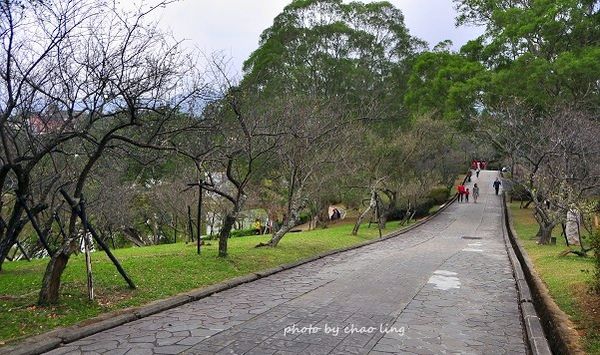 角板山梅花季-16.JPG 角板山梅花季-16.JPG