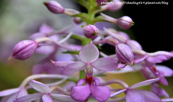 北橫根結蘭展-1.JPG 北橫根結蘭展-1.JPG
