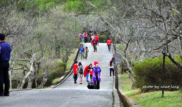 角板山梅花季-18.JPG 角板山梅花季-18.JPG