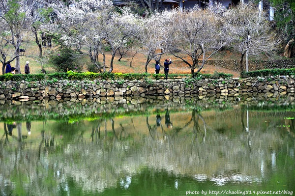 復興鄉 角板山賞梅-15 復興鄉 角板山賞梅-15