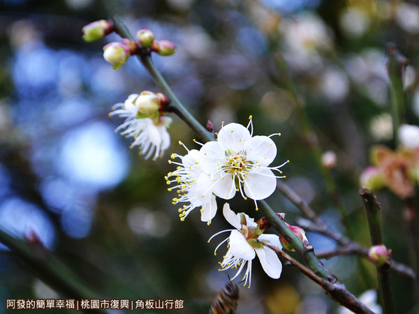 角板山21-盛綻的梅花