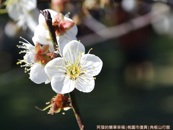 角板山19-盛綻的梅花