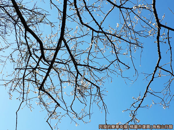 角板山25-仰望梅花與藍天