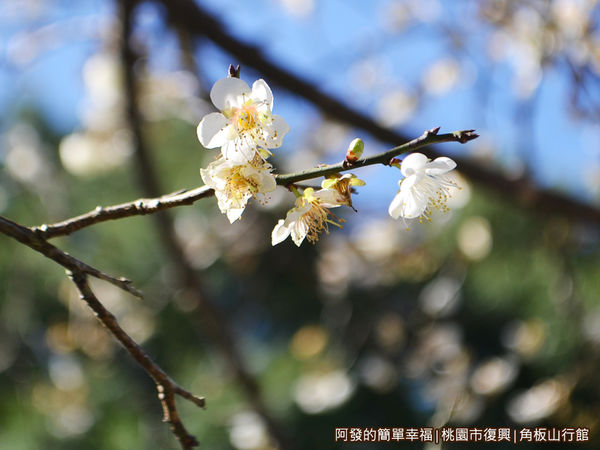 角板山08-綻放的梅花