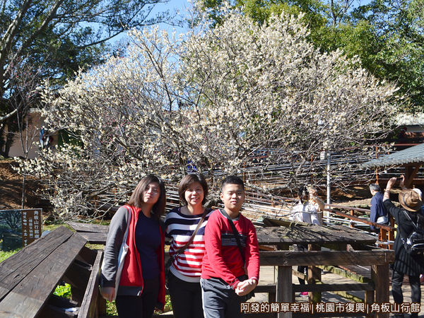 角板山18-花開茂盛的梅樹