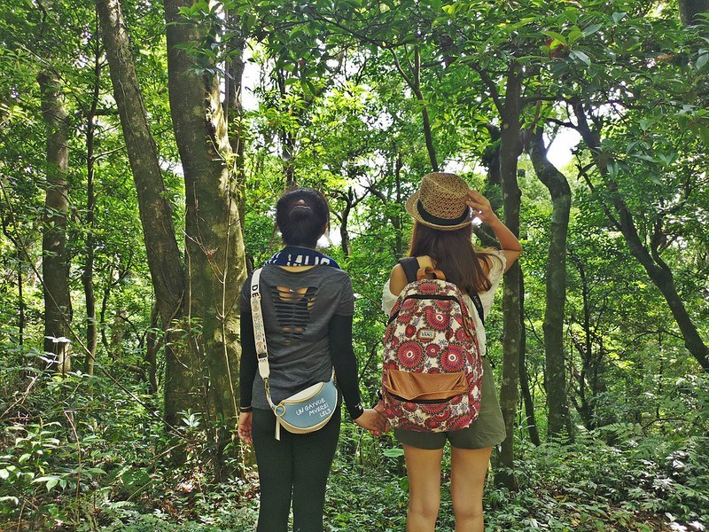 桃園小百岳|東眼山森林遊樂區/東眼山步道 桃園小百岳|東眼山森林遊樂區/東眼山步道