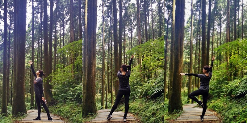 桃園小百岳|東眼山森林遊樂區/東眼山步道 桃園小百岳|東眼山森林遊樂區/東眼山步道