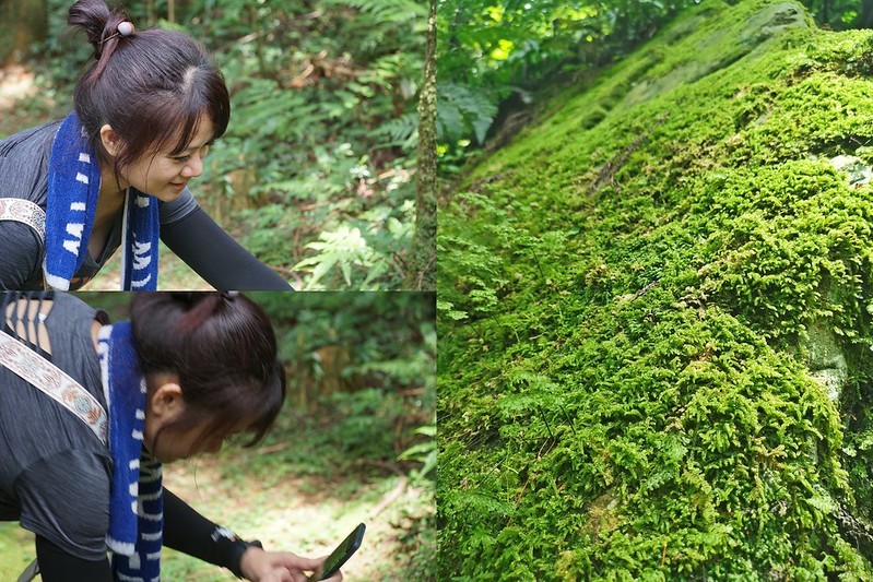 桃園小百岳|東眼山森林遊樂區/東眼山步道 桃園小百岳|東眼山森林遊樂區/東眼山步道