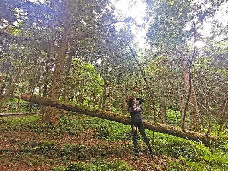 桃園小百岳|東眼山森林遊樂區/東眼山步道 桃園小百岳|東眼山森林遊樂區/東眼山步道