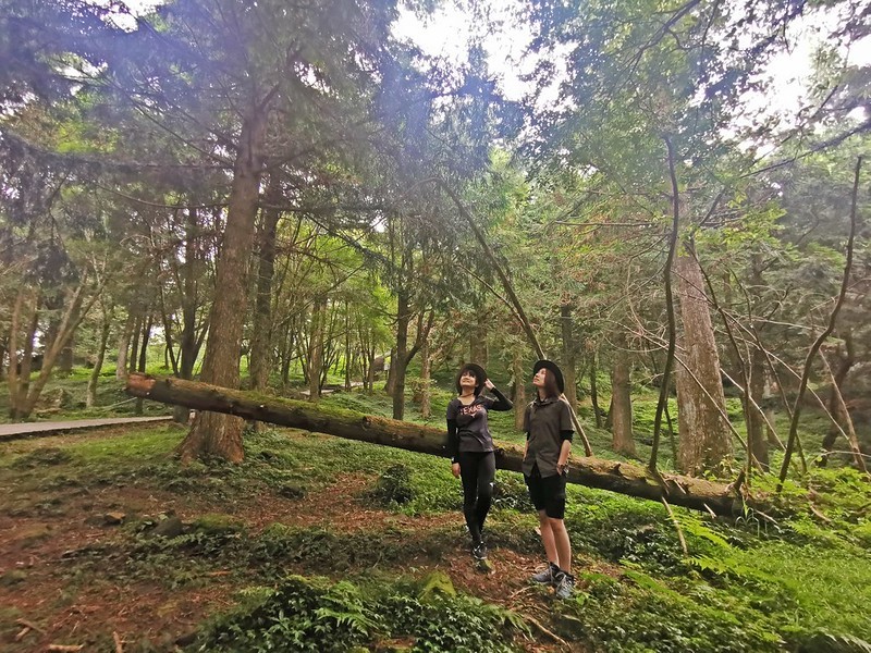 桃園小百岳|東眼山森林遊樂區/東眼山步道 桃園小百岳|東眼山森林遊樂區/東眼山步道