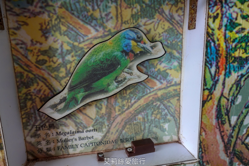 桃園景點》賞櫻秘境 東眼山國家森林遊樂區 穿梭電影般的迷霧森林夢幻場景 - 艾莉絲愛旅行