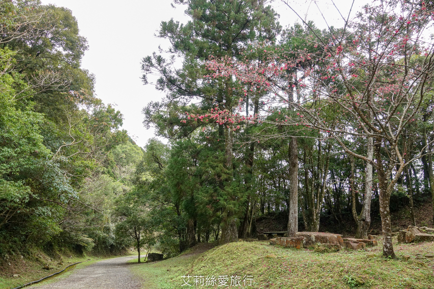 桃園景點》賞櫻秘境 東眼山國家森林遊樂區 穿梭電影般的迷霧森林夢幻場景 - 艾莉絲愛旅行