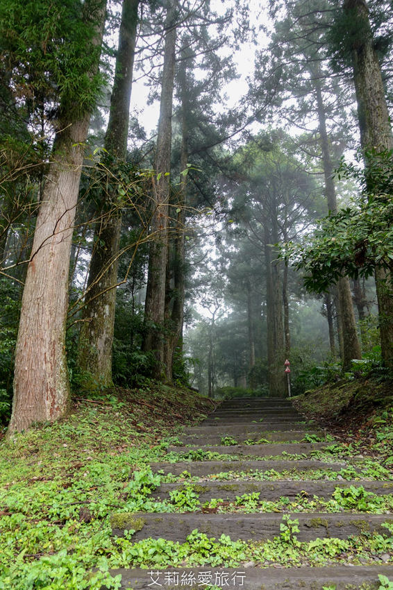 桃園景點》賞櫻秘境 東眼山國家森林遊樂區 穿梭電影般的迷霧森林夢幻場景 - 艾莉絲愛旅行