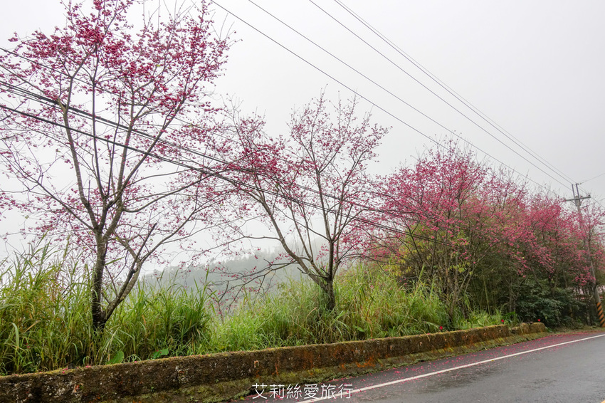 桃園景點》賞櫻秘境 東眼山國家森林遊樂區 穿梭電影般的迷霧森林夢幻場景 - 艾莉絲愛旅行