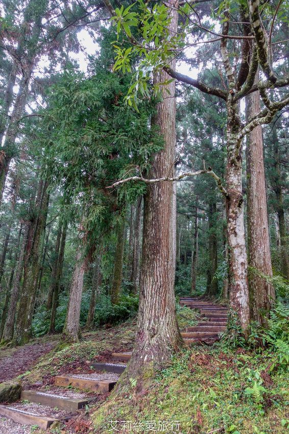 桃園景點》賞櫻秘境 東眼山國家森林遊樂區 穿梭電影般的迷霧森林夢幻場景 - 艾莉絲愛旅行