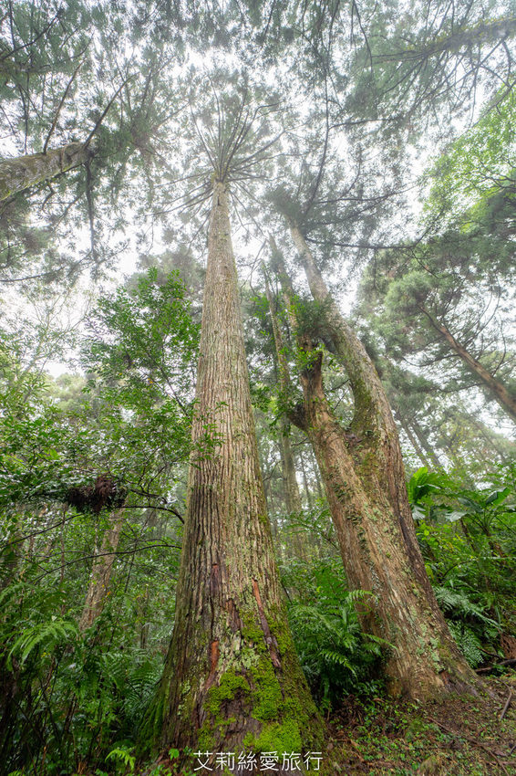 桃園景點》賞櫻秘境 東眼山國家森林遊樂區 穿梭電影般的迷霧森林夢幻場景 - 艾莉絲愛旅行
