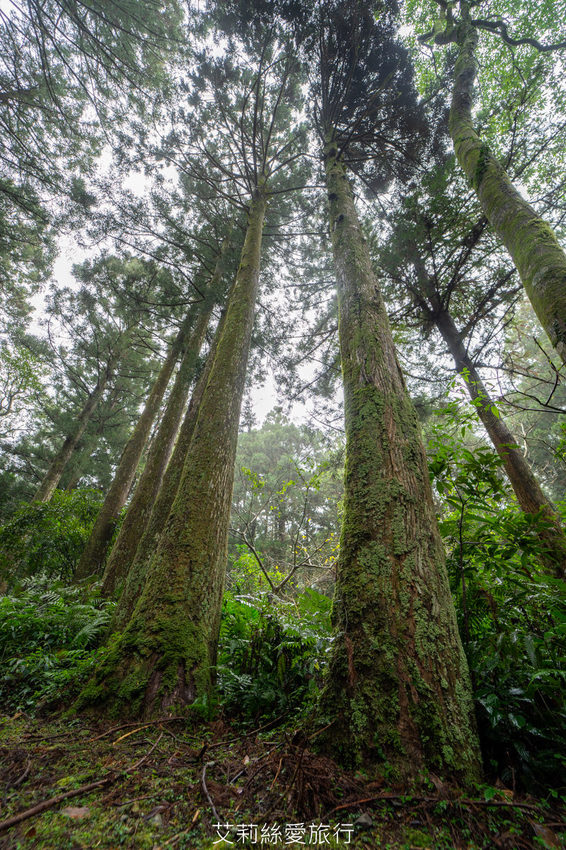 桃園景點》賞櫻秘境 東眼山國家森林遊樂區 穿梭電影般的迷霧森林夢幻場景 - 艾莉絲愛旅行