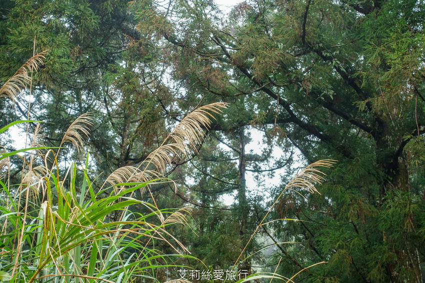 桃園景點》賞櫻秘境 東眼山國家森林遊樂區 穿梭電影般的迷霧森林夢幻場景 - 艾莉絲愛旅行