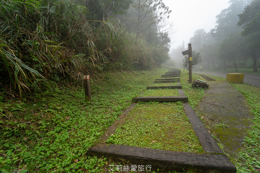 桃園景點》賞櫻秘境 東眼山國家森林遊樂區 穿梭電影般的迷霧森林夢幻場景 - 艾莉絲愛旅行