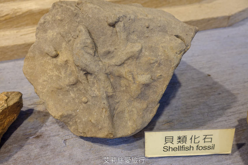 桃園景點》賞櫻秘境 東眼山國家森林遊樂區 穿梭電影般的迷霧森林夢幻場景 - 艾莉絲愛旅行