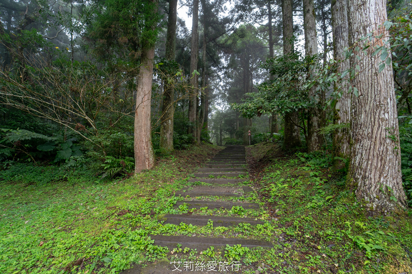 桃園景點》賞櫻秘境 東眼山國家森林遊樂區 穿梭電影般的迷霧森林夢幻場景 - 艾莉絲愛旅行