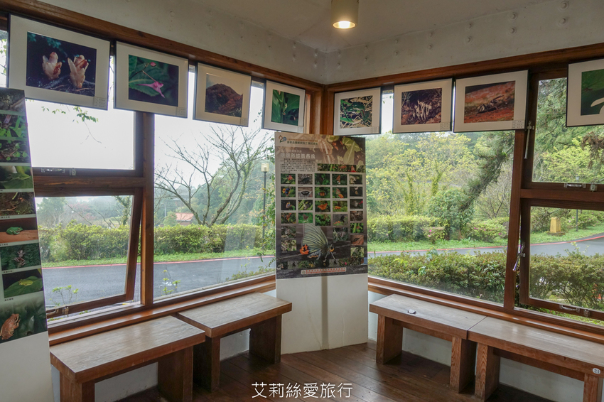桃園景點》賞櫻秘境 東眼山國家森林遊樂區 穿梭電影般的迷霧森林夢幻場景 - 艾莉絲愛旅行