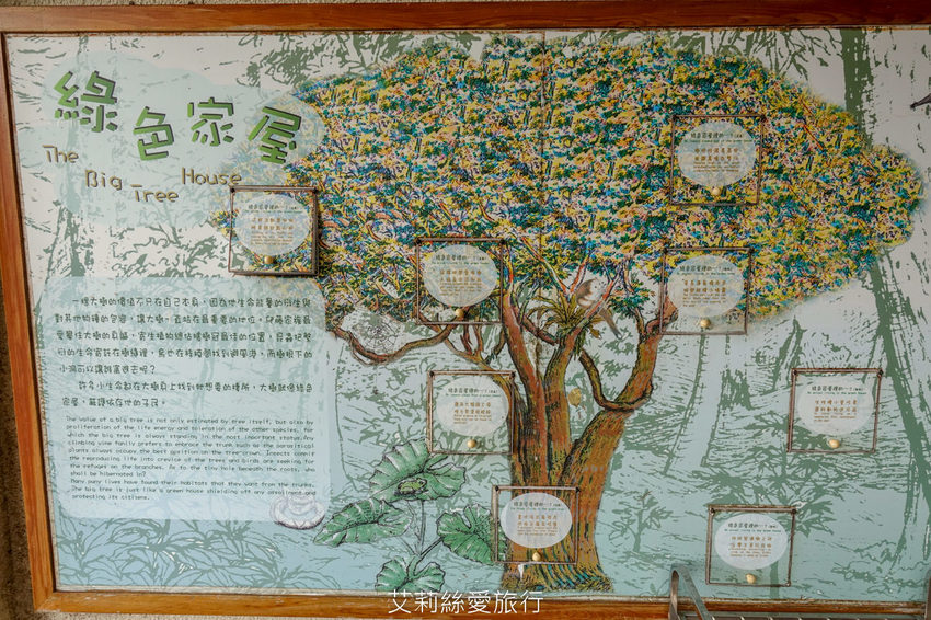 桃園景點》賞櫻秘境 東眼山國家森林遊樂區 穿梭電影般的迷霧森林夢幻場景 - 艾莉絲愛旅行