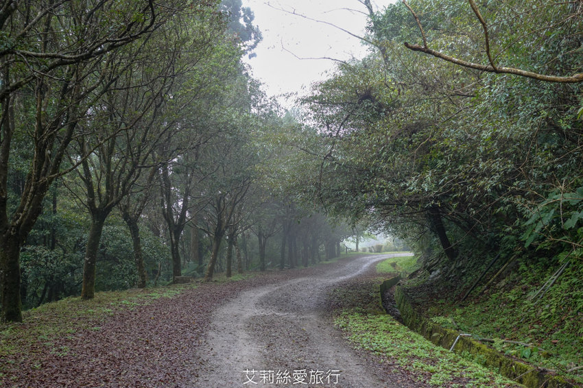 桃園景點》賞櫻秘境 東眼山國家森林遊樂區 穿梭電影般的迷霧森林夢幻場景 - 艾莉絲愛旅行