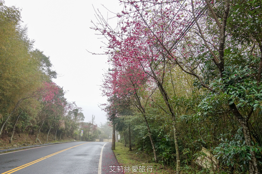 桃園景點》賞櫻秘境 東眼山國家森林遊樂區 穿梭電影般的迷霧森林夢幻場景 - 艾莉絲愛旅行